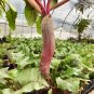 Fresh ALTO Long shaped Red Beet Seeds Vigorous Growth Superior FlavorProcessing Eating