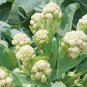 Fresh Sweet Crisp Sprouting Cauliflower No.1 Hybrid Seeds Multiple Harvests