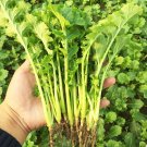 Fresh Hybrid Mustard Seeds Adaptable Stable Yield Variety IdealPickling Stir frying