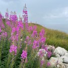 Fresh Easy Grow Fireweed Seeds Pollinator Friendly Edible Shoots Perennial