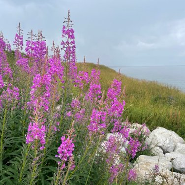 Fresh Easy Grow Fireweed Seeds Pollinator Friendly Edible Shoots Perennial