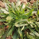 Fresh Noodle Vegetable Seeds (Silene conoidea) Steaming Stir Fry Salads