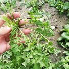 Fresh Broad leaved Shepherds Purse Seeds Umami Flavor Early Bolting Variety