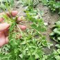 Fresh Broad leaved Shepherds Purse Seeds Umami Flavor Early Bolting Variety
