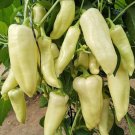 Fresh Baifumei White Chili Pepper Seeds ing Pronounced Spiciness Stable Yield