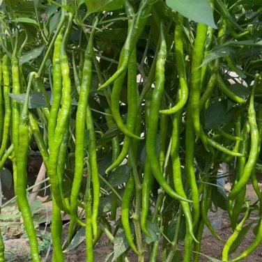 Fresh Hongtianxia String Pepper Seeds Hybrid Long Pepper Seeds