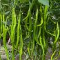 Fresh Hongtianxia String Pepper Seeds Hybrid Long Pepper Seeds