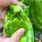 Fresh Crisp Thin Skinned Chili Seeds Wrinkled Emerald Green Crisp Spicy Flavor