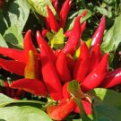 Fresh Tasty Upward Growing Chili Pepper Seeds Hybrid F1 Compact Intense Pungency High