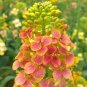 Fresh Rainbow Rapeseed Seeds Ornamental Flower Seeds for Gardening