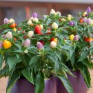 Fresh Ornamental Pepper Seeds Colorful Edible Perennial with Vitamin C Pots Decor