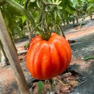 Fresh CORAZON Tomato Seeds Golden Orange Thin Skinned Heirloom Flavor High Yield