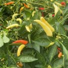 Fresh Yanjiao 528 Facing Heaven Pepper Seeds Hybrid Medium Chili