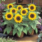 Fresh Bonsai Sunflower Seeds Bright Single Petal Flowers for Pots Gardens