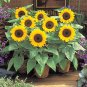 Fresh Bonsai Sunflower Seeds Bright Single Petal Flowers for Pots Gardens