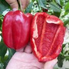 Fresh Red Bell Pepper Seeds Premium Hybrid Red Variety Compact Continuous Fruit