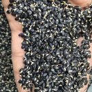 Fresh Silver Wattle Seeds Fragrant Yellow Flowers Winter Blooming