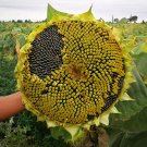Fresh Helianthus annuus Seeds – Super Edible Type High Germination