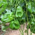 Fresh Wrinkled Spicy Pepper No.1 Seeds Crisp Thin Skin Large Fruit Quick Grow
