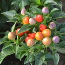 Fresh Pearl Multicolor Pepper Seeds Dwarf Chili with Rainbow Color Changing Fruits