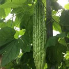 Fresh Silver Jubilee Pearl Bitter Gourd F1 Seeds Vigorous Growth Long Harvest