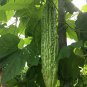Fresh Silver Jubilee Pearl Bitter Gourd F1 Seeds Vigorous Growth Long Harvest