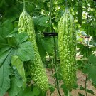 Fresh Saibi Green Bitter Gourd Seeds Fruit Vigorous s Greenhouse Cultivation