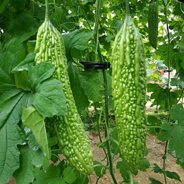 Fresh Saibi Green Bitter Gourd Seeds Fruit Vigorous s Greenhouse Cultivation