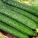 Fresh Zhongnong Spring Autumn Hybrid Cucumber F1 Seeds Quality Cucumber Seeds