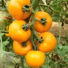 Fresh Golden Apple Tomato Seeds Big Yellow Variety High Yield Disease Resistant