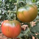 Fresh Strawberry Tomato Seeds Mid Firm Pink Fruits