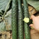 Fresh Fuyang Spiny Cucumber Seeds Crisp Tender Flesh Disease Resistant Greenhouse