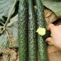 Fresh Fuyang Spiny Cucumber Seeds Crisp Tender Flesh Disease Resistant Greenhouse