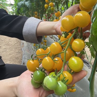 Fresh First Love Gourmet Yellow Tomato Seeds Hybrid Sweet Aroma Agritourism Favorite