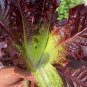 Fresh Crimson Wrap Lettuce Seeds Korean BBQ Lettuce Purple Red Leaves Gourmet