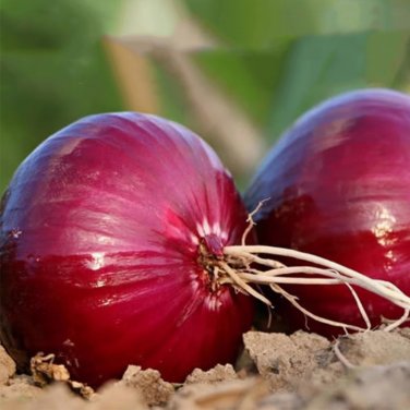 Fresh Imperial Ruby Red Onion Seeds Onion Glossy Red Skin Crisp White Flesh
