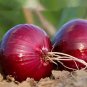 Fresh Imperial Ruby Red Onion Seeds Onion Glossy Red Skin Crisp White Flesh