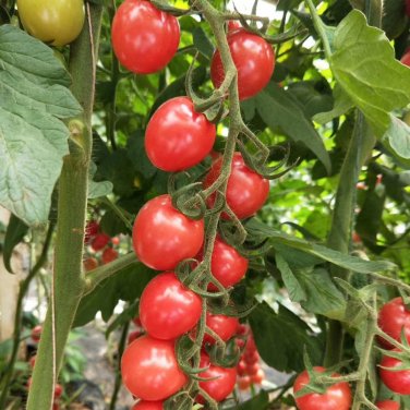 Fresh Imperial Ruby Cherry Tomato Seeds