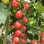 Fresh Imperial Ruby Cherry Tomato Seeds