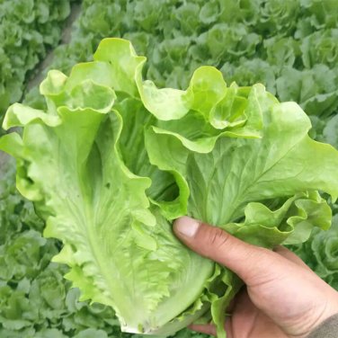 Fresh Emerald Crisp Lettuce Seeds Heat Crisp Sweet Leaves Long Harvest