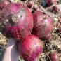 Fresh Royal Amethyst Purple Onion Seeds Purple Red Long Storage Uniform Bulbs