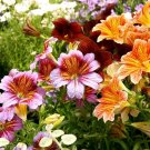 Fresh Painted Tongue Seeds Mixed Color Annual Flowers