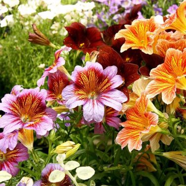 Fresh Painted Tongue Seeds Mixed Color Annual Flowers