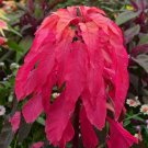 Fresh Crimson Majesty Amaranth Seeds Vibrant Red Leaves Tall Edible Leaf