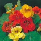 Fresh Aurora Nasturtium Mix Seeds Edible Flowers