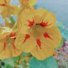 Fresh Sunburst Yellow Nasturtium Seeds Poor Soil Tolerant