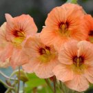 Fresh Peach Blossom Nasturtium Seeds Edible Flowers Single Petaled Blooms Trellises