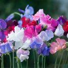 Fresh Royal Symphony Sweet Pea Mixed Seeds Colors Fragrant BloomsCut Flower Garden