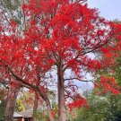 Fresh Illawarra Flame Tree Seeds (Brachychiton acerifolius) – Red and Landscaping