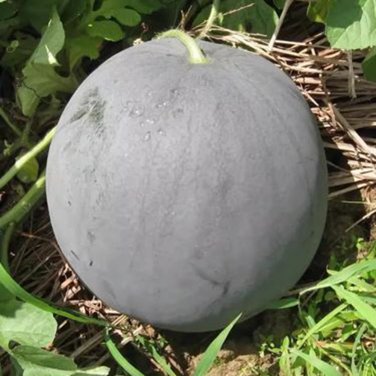 Fresh Golden Obsidian seeds Watermelon Seeds Black Rind Yellow Flesh